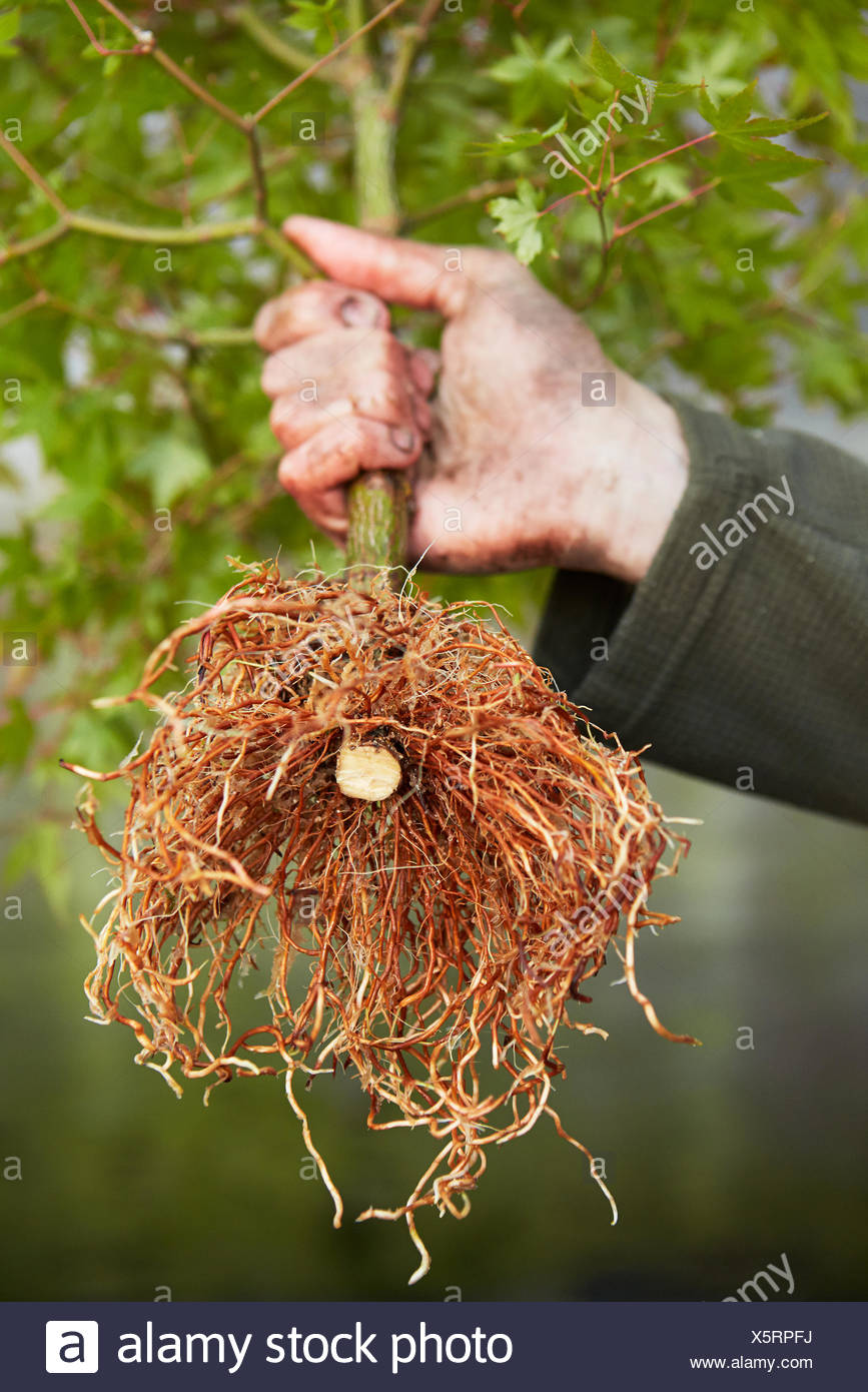 Air Root Stock Photos & Air Root Stock Images Alamy