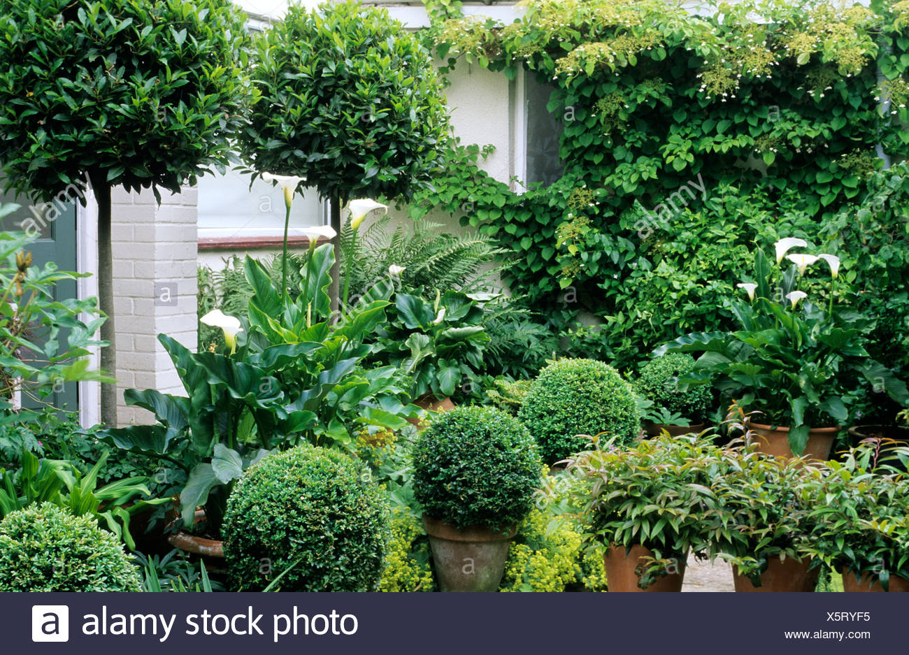 Green And White Topiary Garden Box Standard Bay Balls