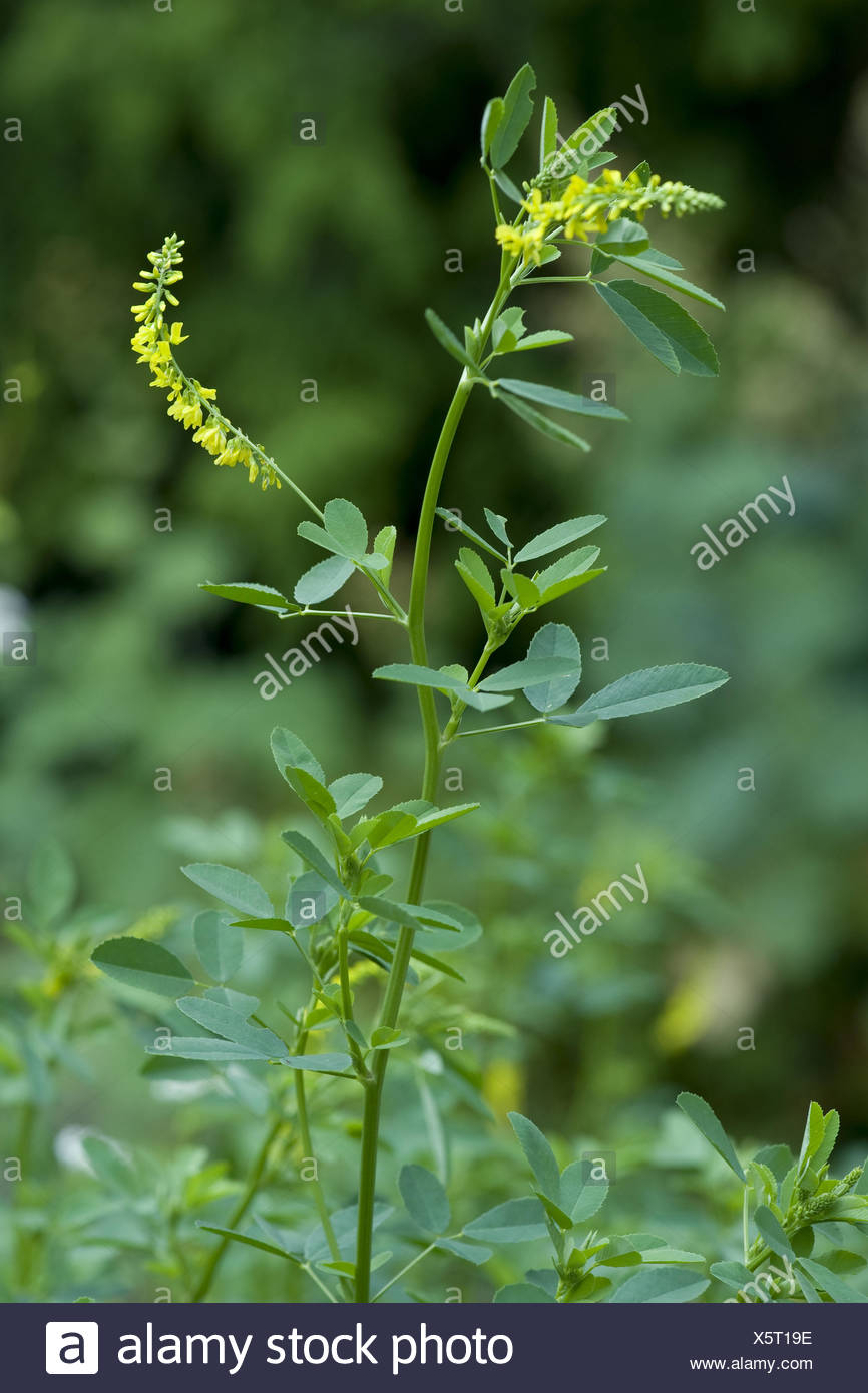Yellow Clover Weed High Resolution Stock Photography and Images Alamy