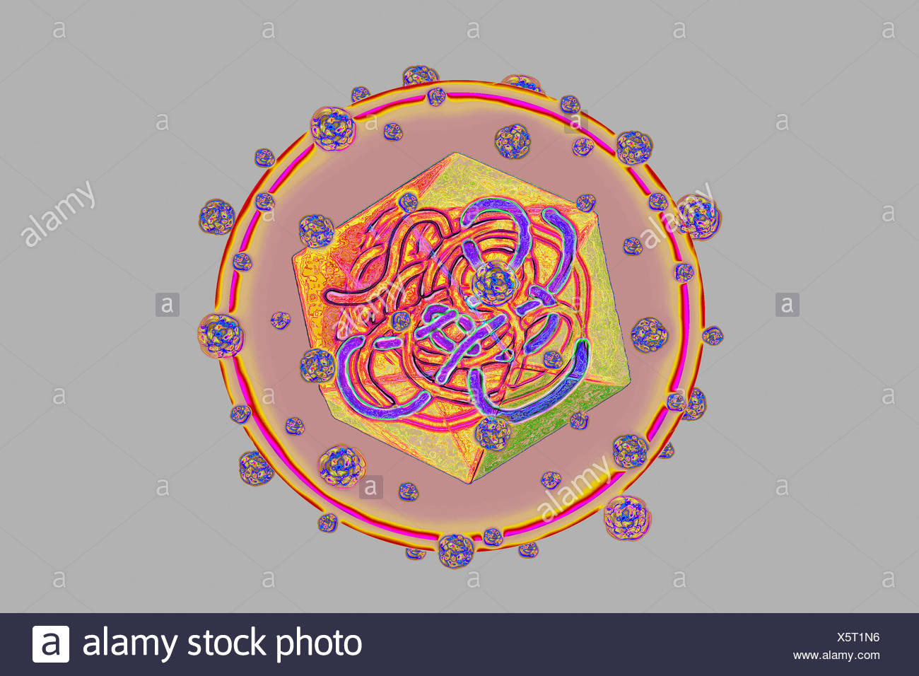 Hepatitis B Virion High Resolution Stock Photography and Images Alamy