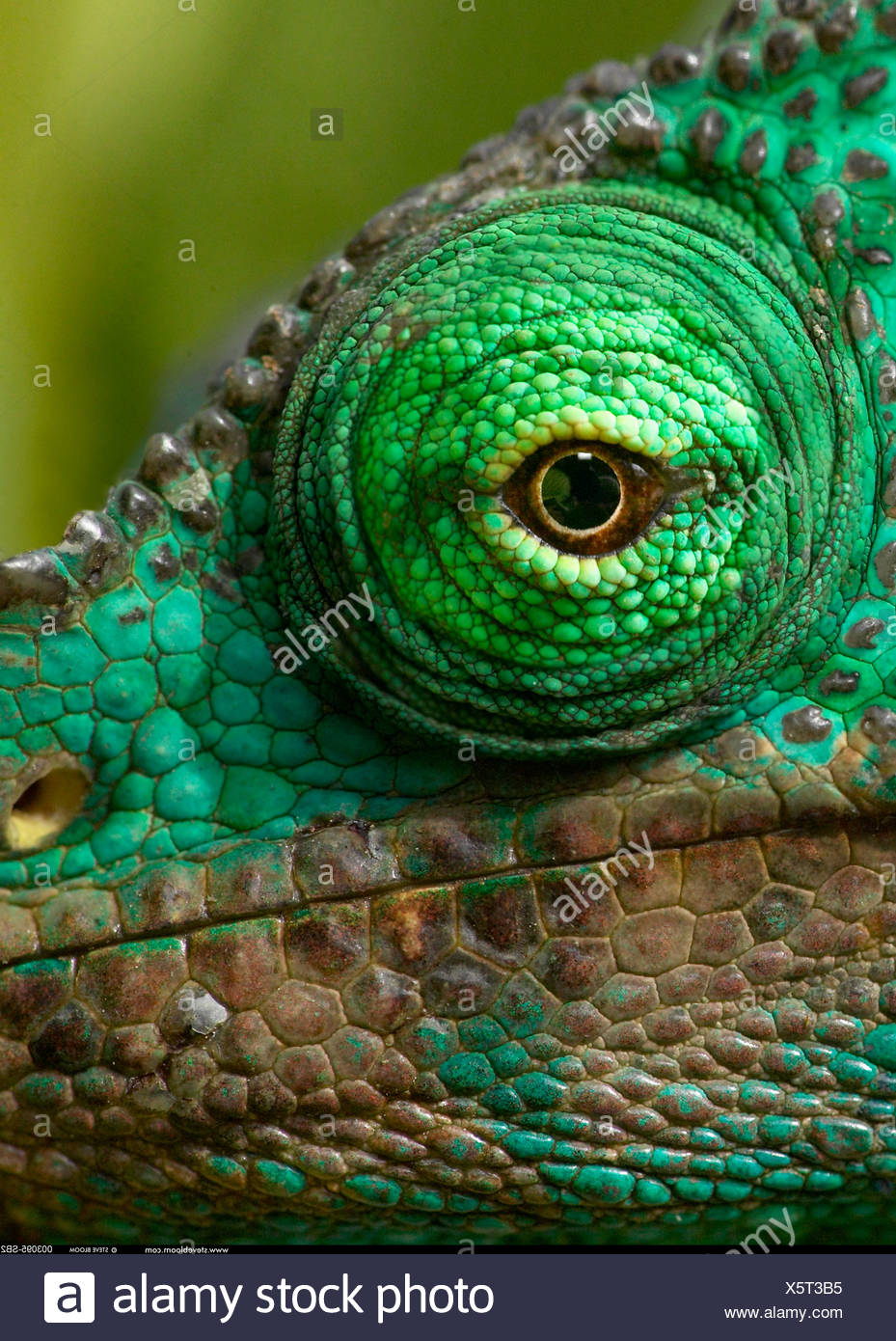 Close Up Of The Eye Of A Parson S Chameleon Perinet Madagascar