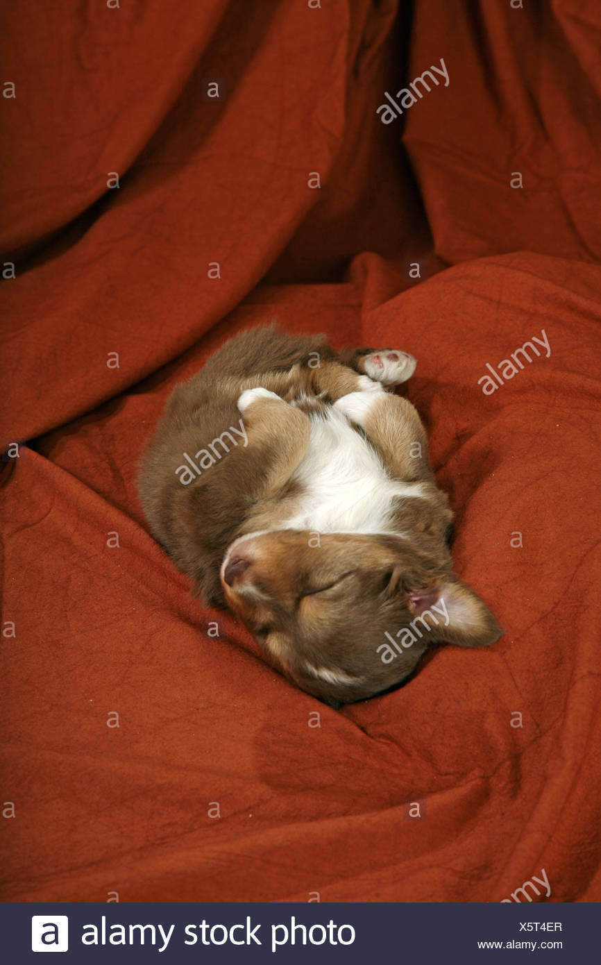 Miniature Australian Shepherd Puppy Stock Photo 278969567 Alamy