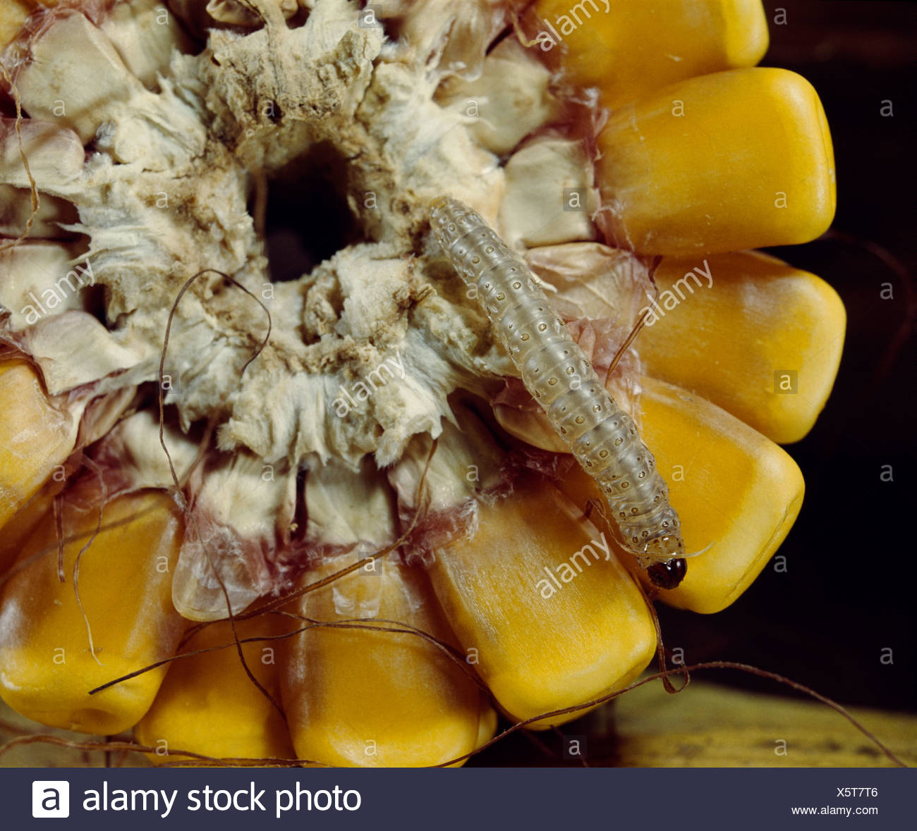 Corn Borer Stock Photos & Corn Borer Stock Images Alamy
