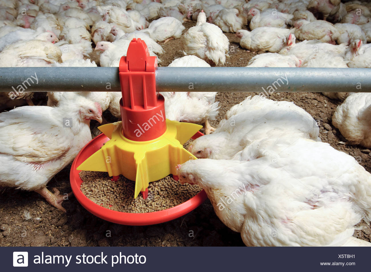 Chickens Eating From A Feeding Trough In A Chicken Coop