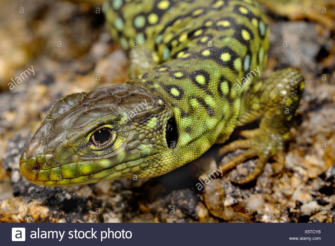Timon Lepidus High Resolution Stock Photography And Images Alamy Timon Lepidus High Resolution Stock Photography And Images Alamy