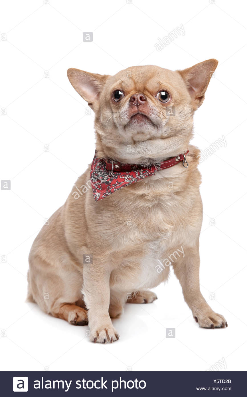 Chihuahua Fat Stock Photos Chihuahua Fat Stock Images Alamy