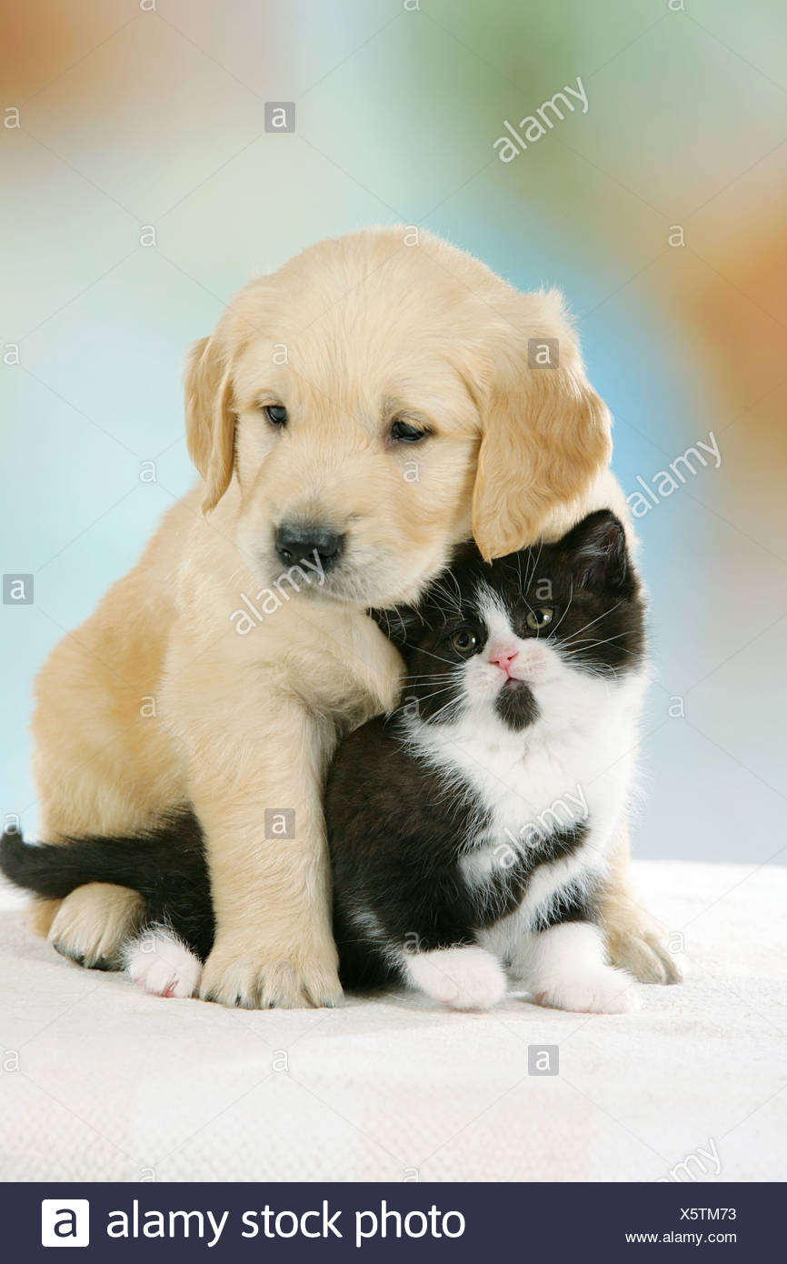 Animal Friendship Golden Retriever Puppy And British Shorthair