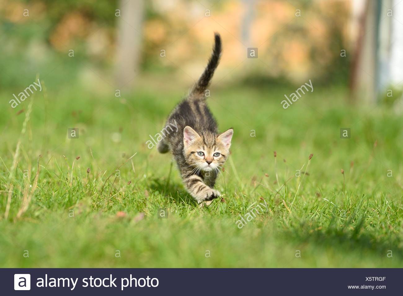 running kitten
