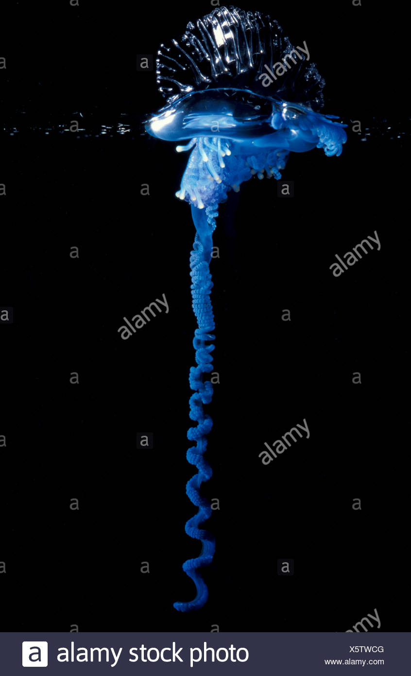 Portuguese Man O War Underwater High Resolution Stock Photography and ...
