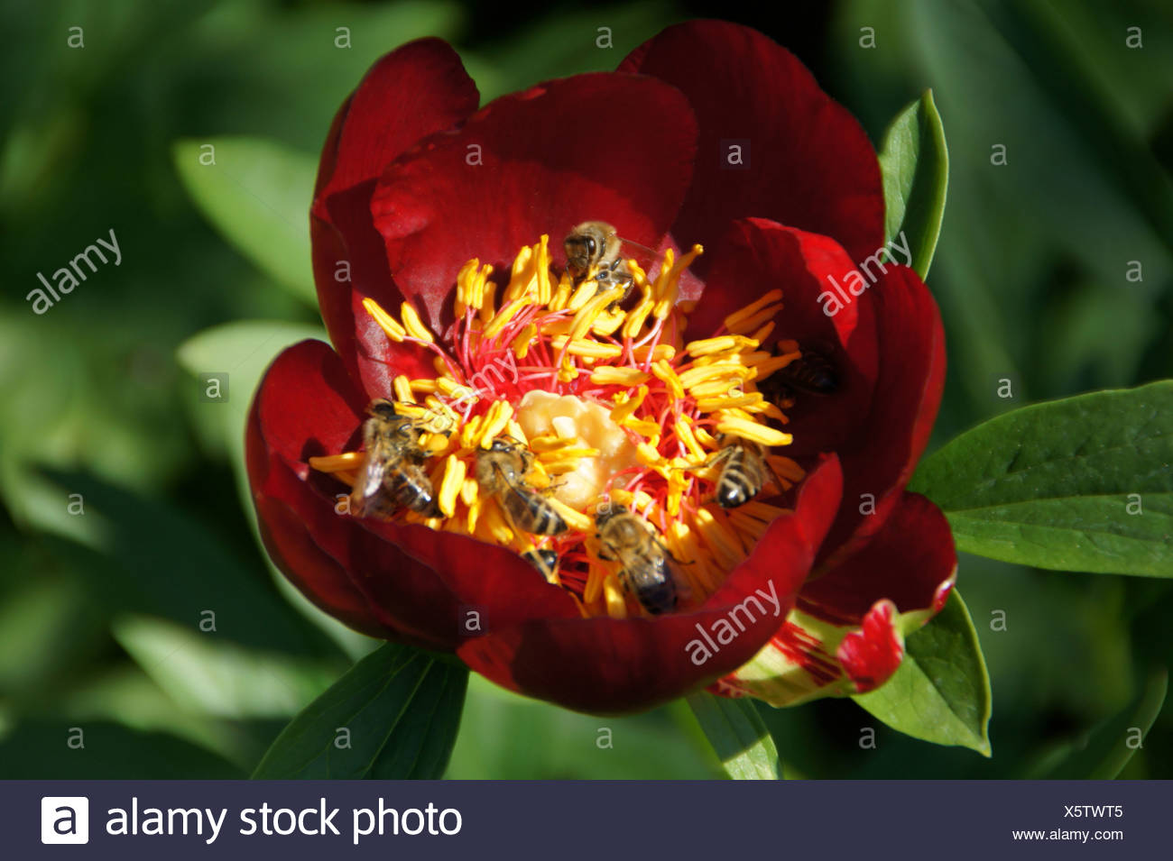 Peony Stock Photo