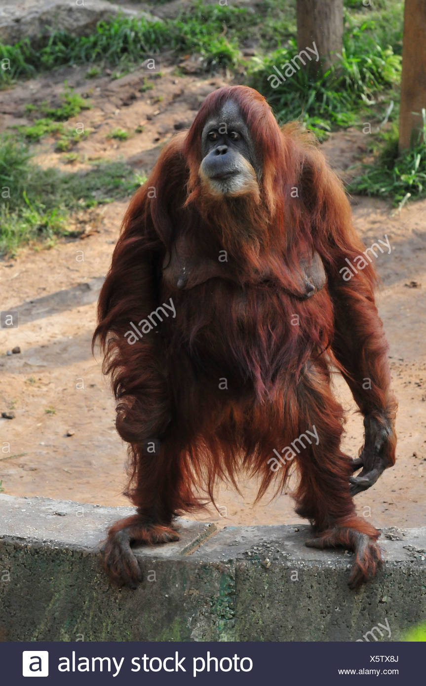 Orangutan, Pongo pygmaeus standing - full body Stock Photo: 278986642 - Alamy
