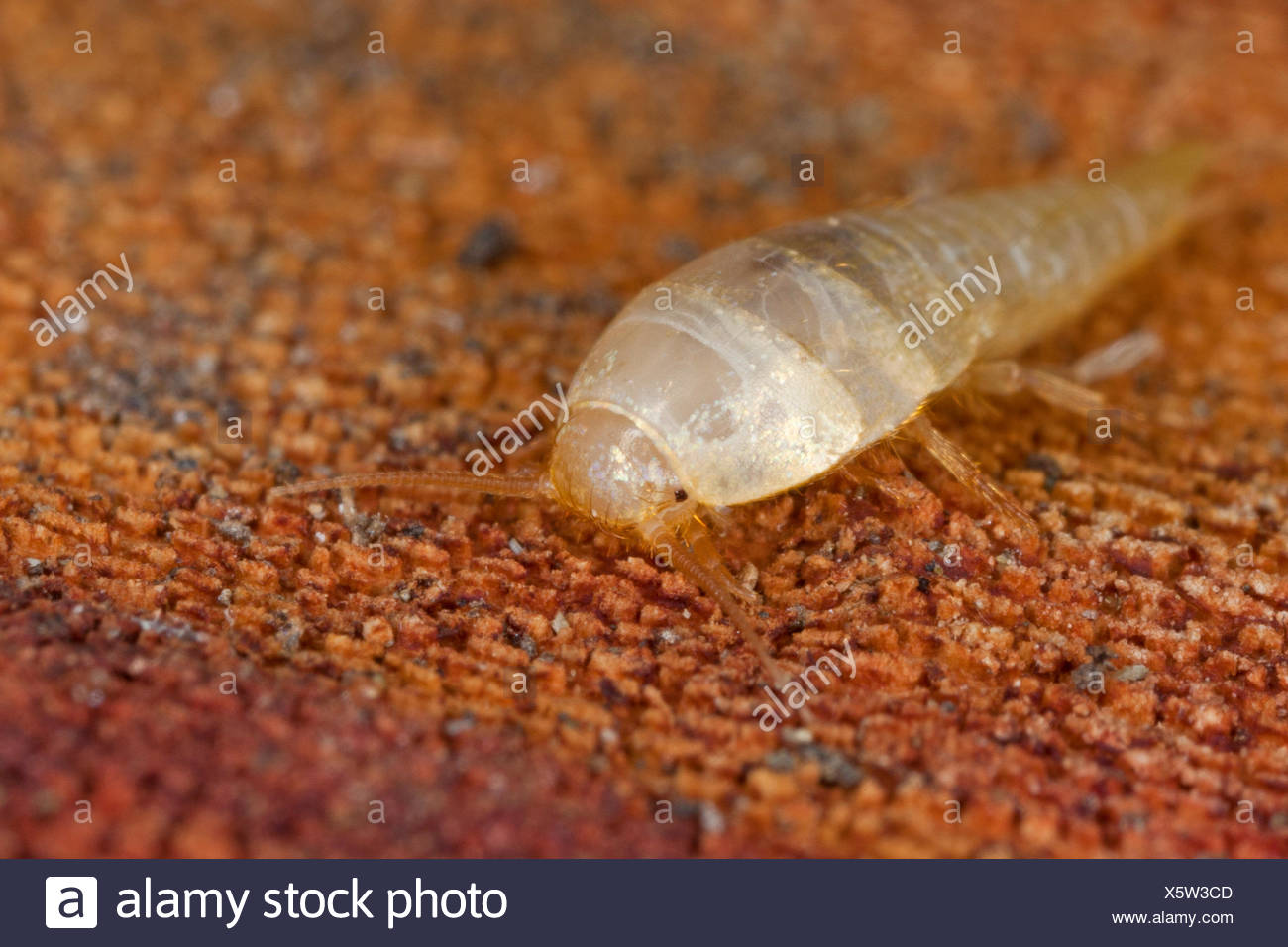 Fishmoth High Resolution Stock Photography and Images - Alamy