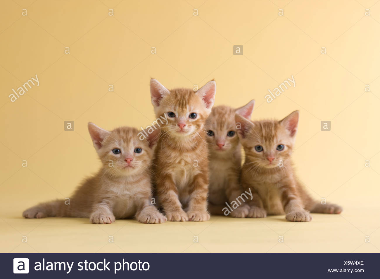 Four American Shorthair Kittens Stock Photo 278991846 Alamy