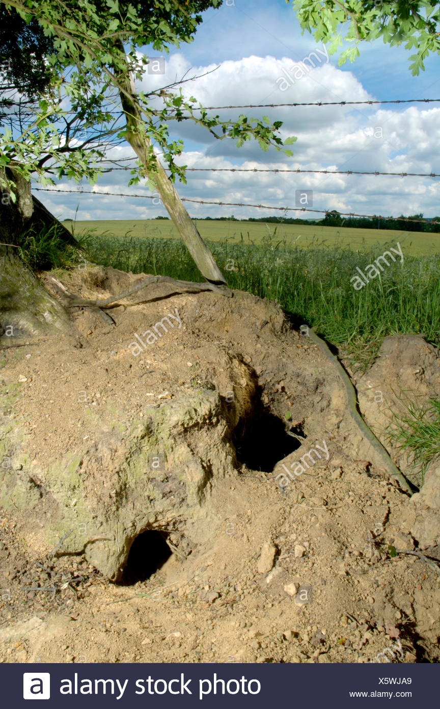 Rabbit Warren High Resolution Stock Photography and Images Alamy