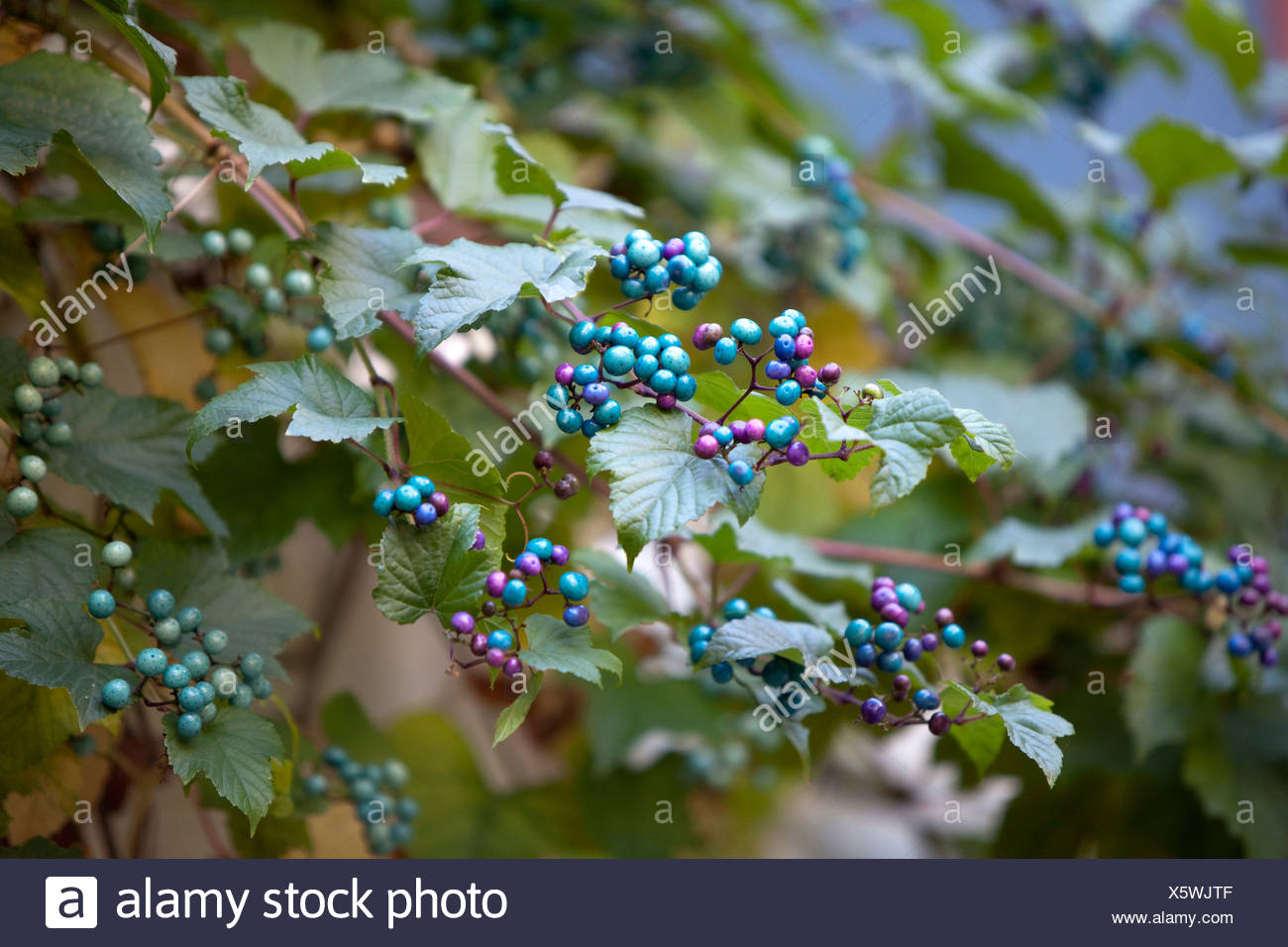 41 HQ Pictures Decorative Grape Vines / Decorative Grape Vines Vector Frame Download Free Vectors Clipart Graphics Vector Art
