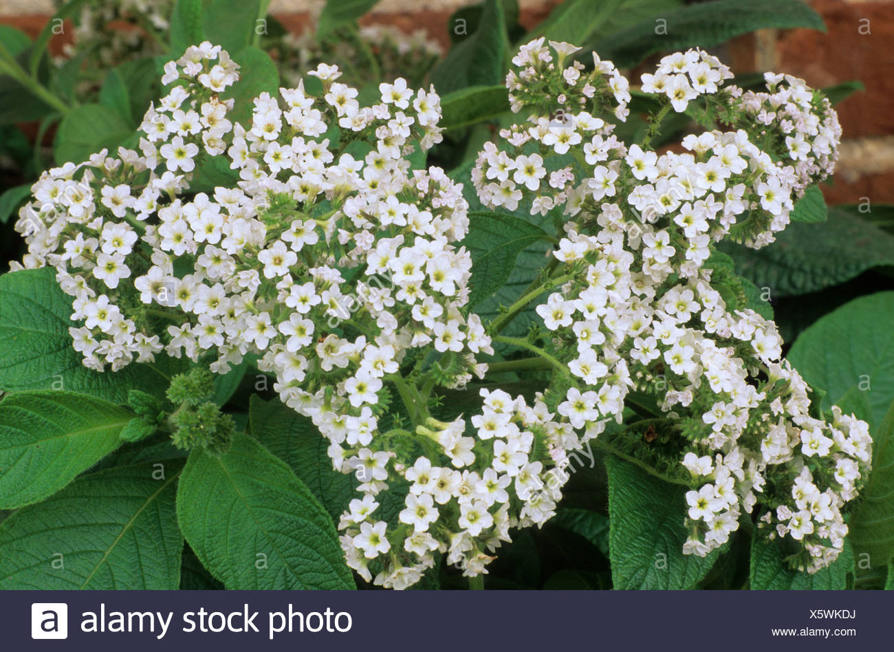 Гелиотроп White Lady
