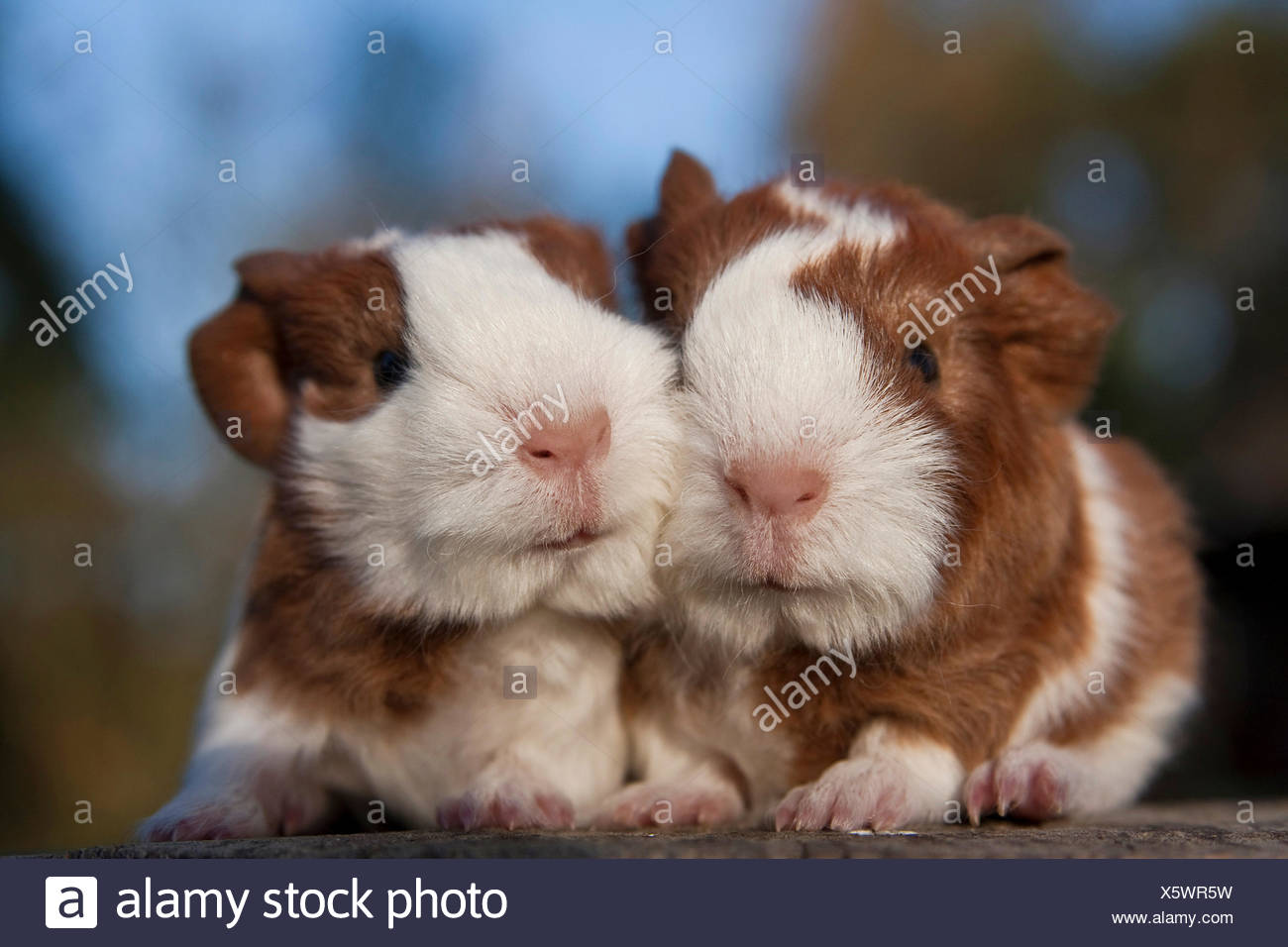 Two cuddling young guinea pigs (Cavia porcellus Stock ...