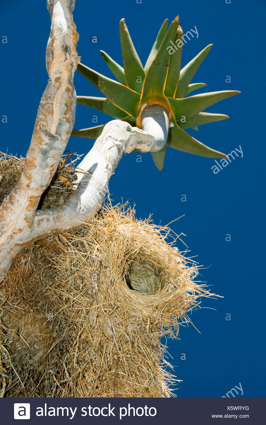 daddy-long-legs (Phalangiidae), nest in a quivertree, Namibia ...