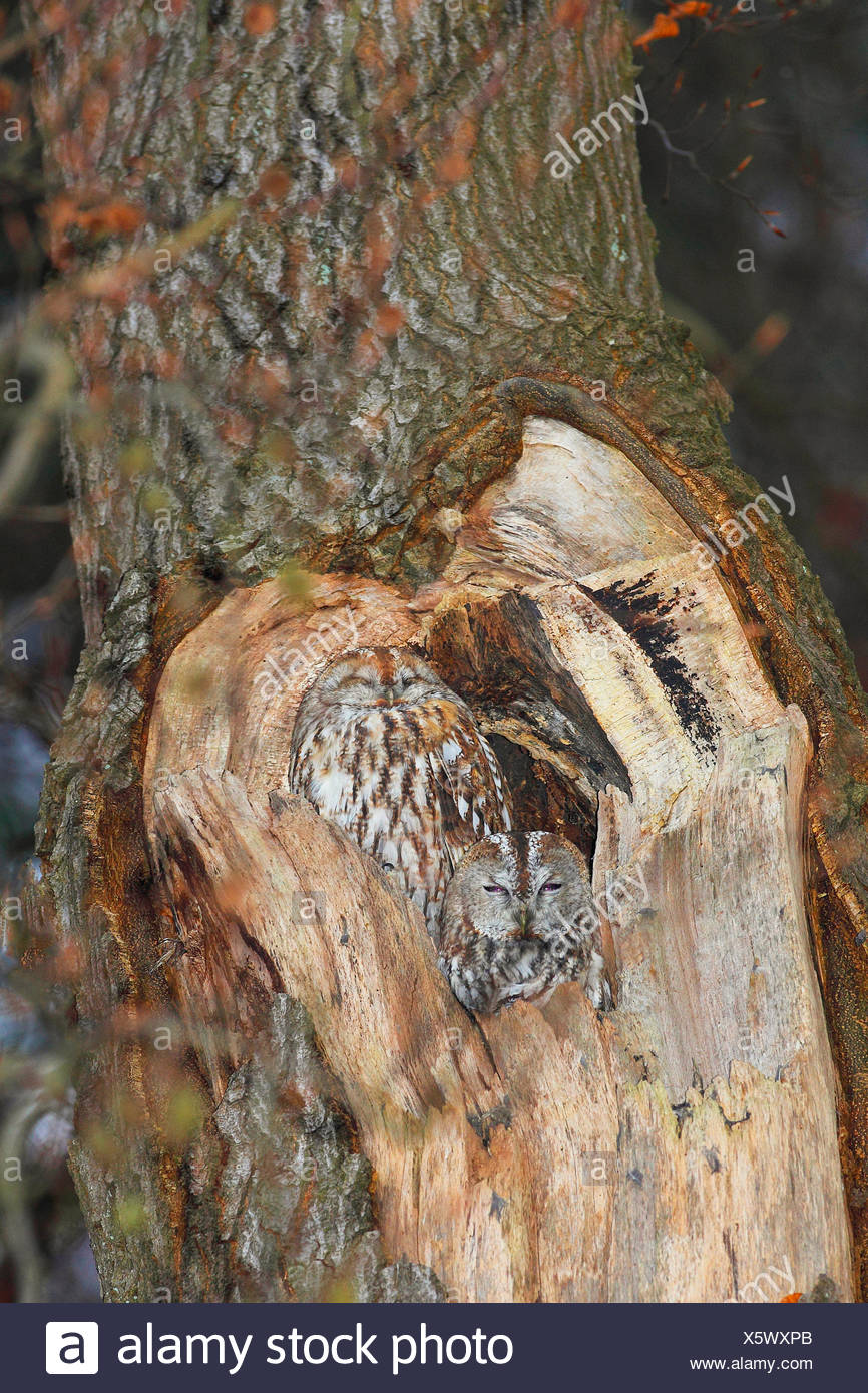 Waldkauz, Wald-Kauz (Strix aluco), ruht in einer Baumhoehle, Deutschland | Eurasian tawny owl (Strix aluco), sleeping in its tre Stock Photo