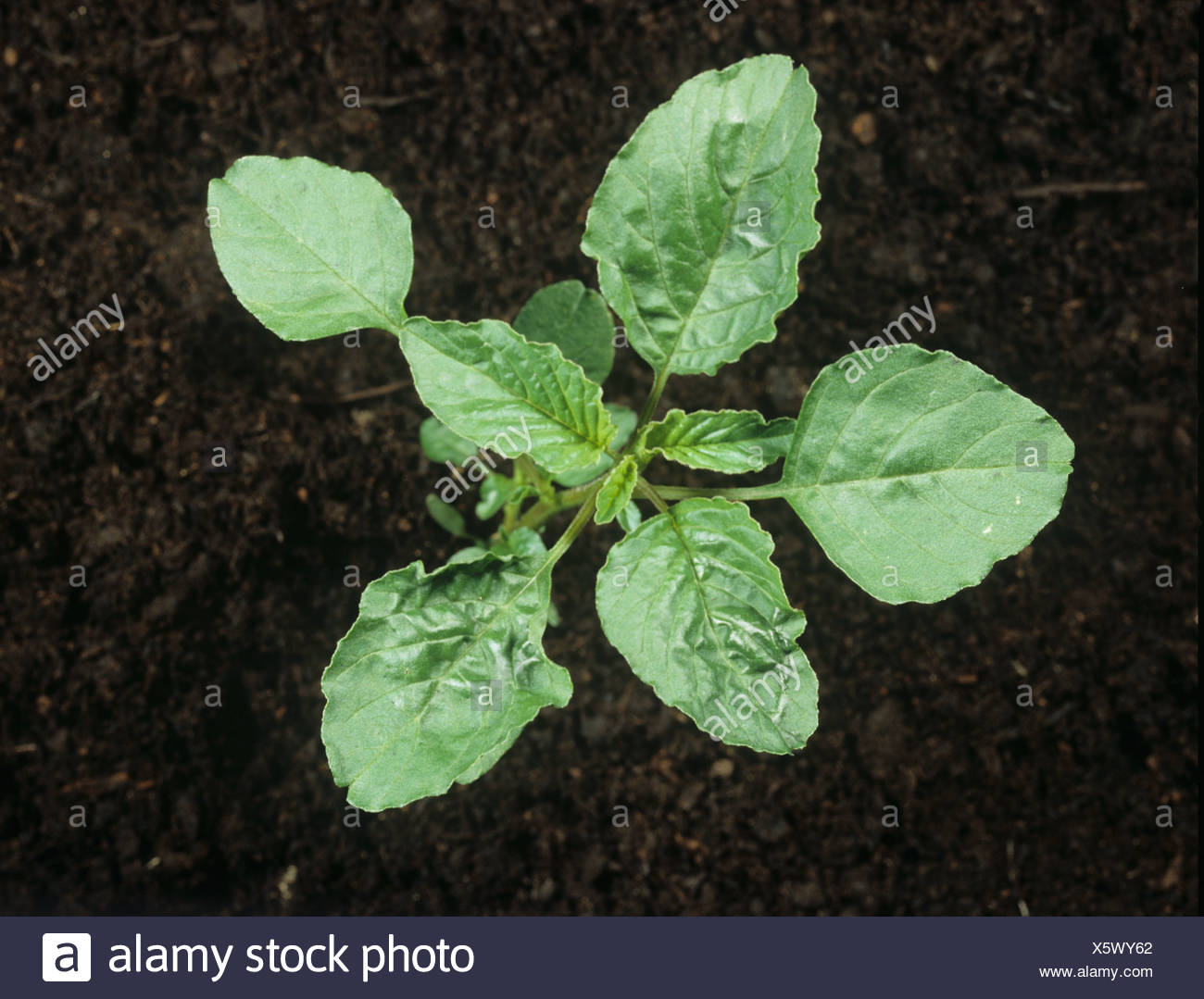 spiny amaranth amaranthus spinosus young plant stock photo spiny amaranth