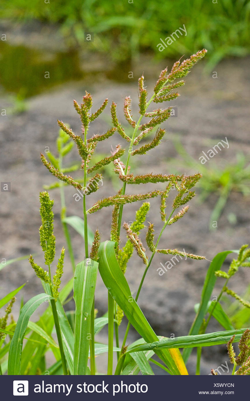 Barnyard Grass Cockspur Grass Echinochloa Crus Galli