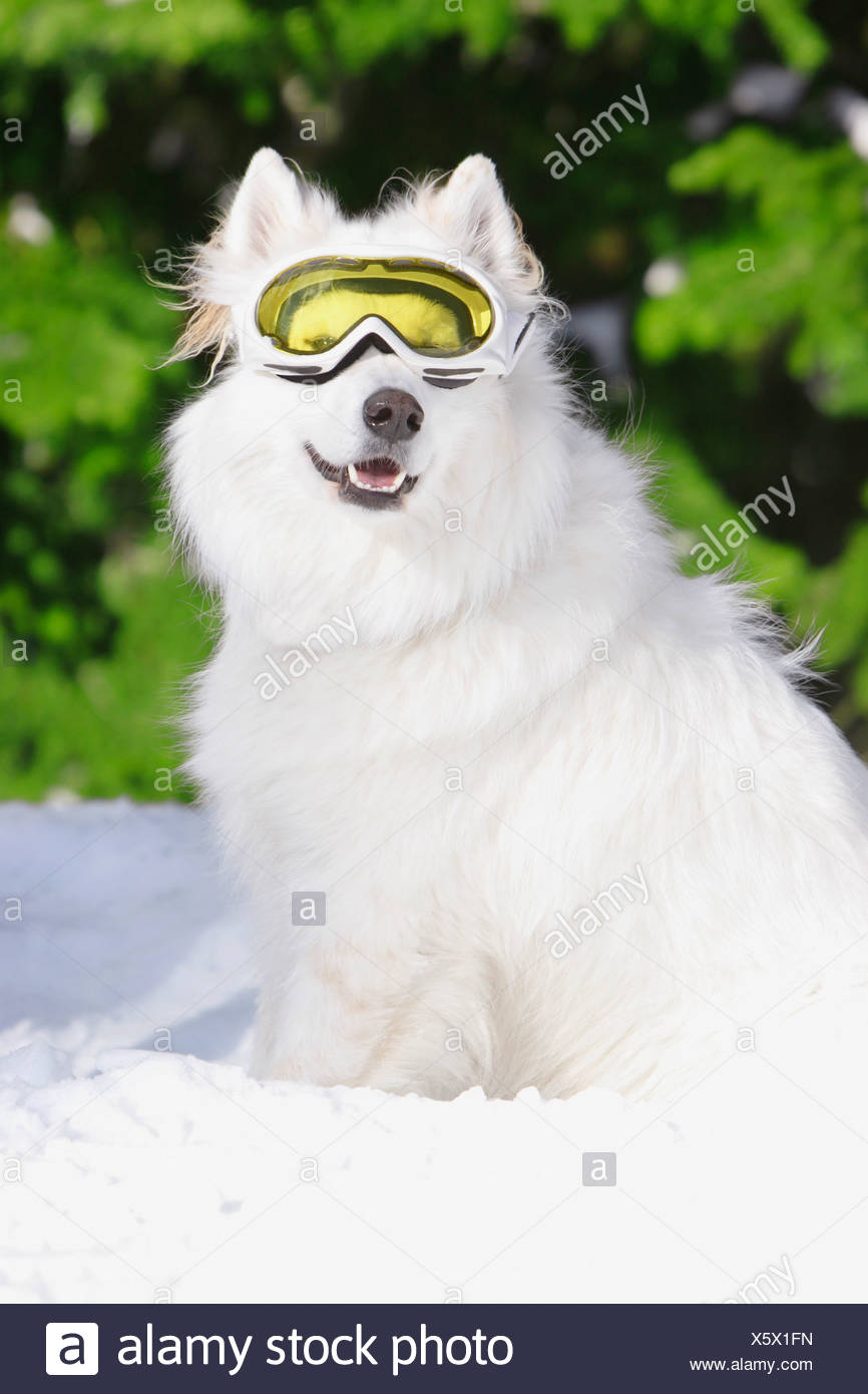 dog with ski goggles