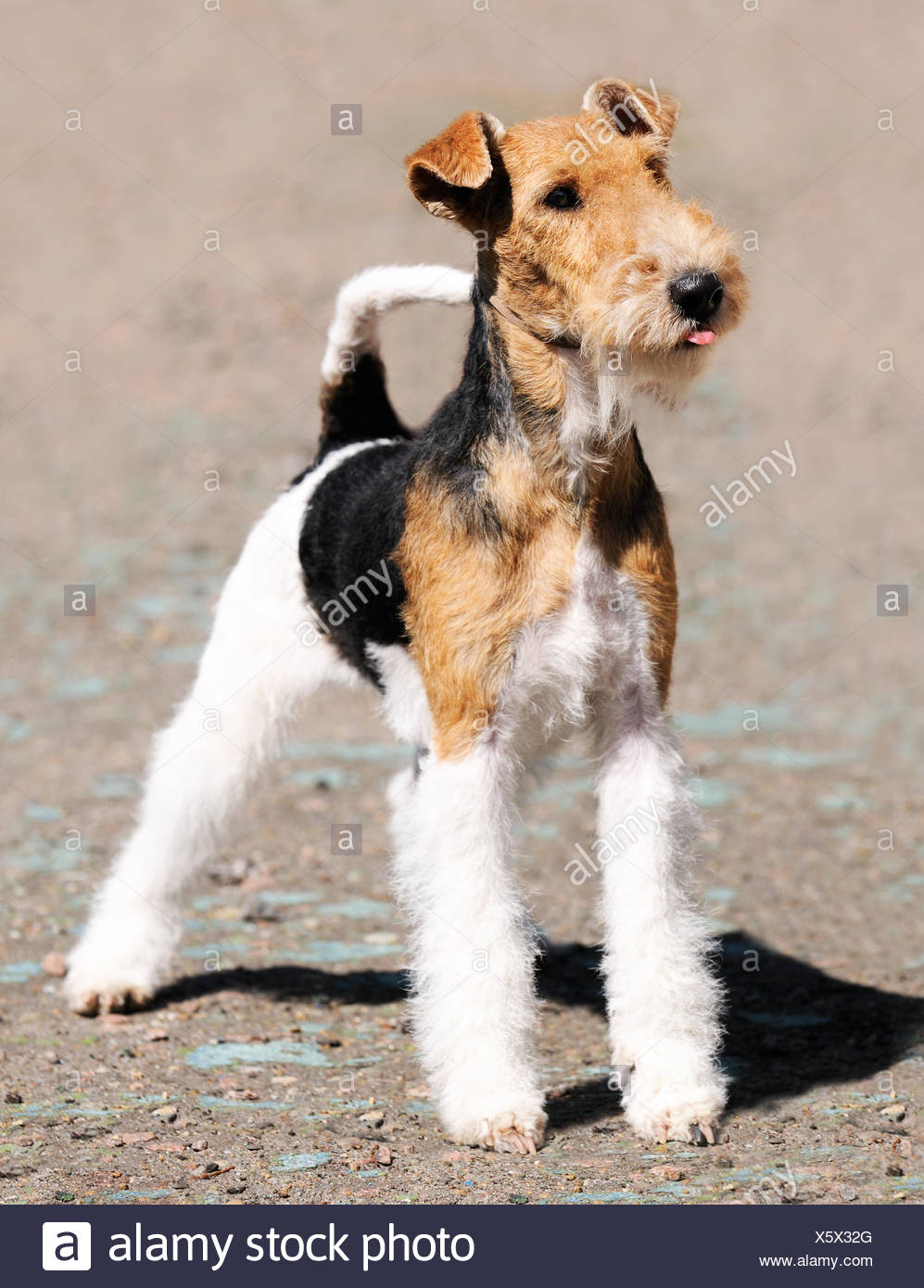 Fox Terrier Dog Standing Over Blurry Background Stock Photo