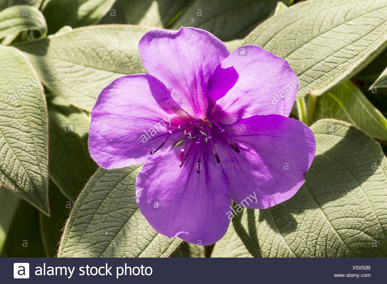 Tibouchina urvilleana, Princess flower, Glory bush Stock Photo