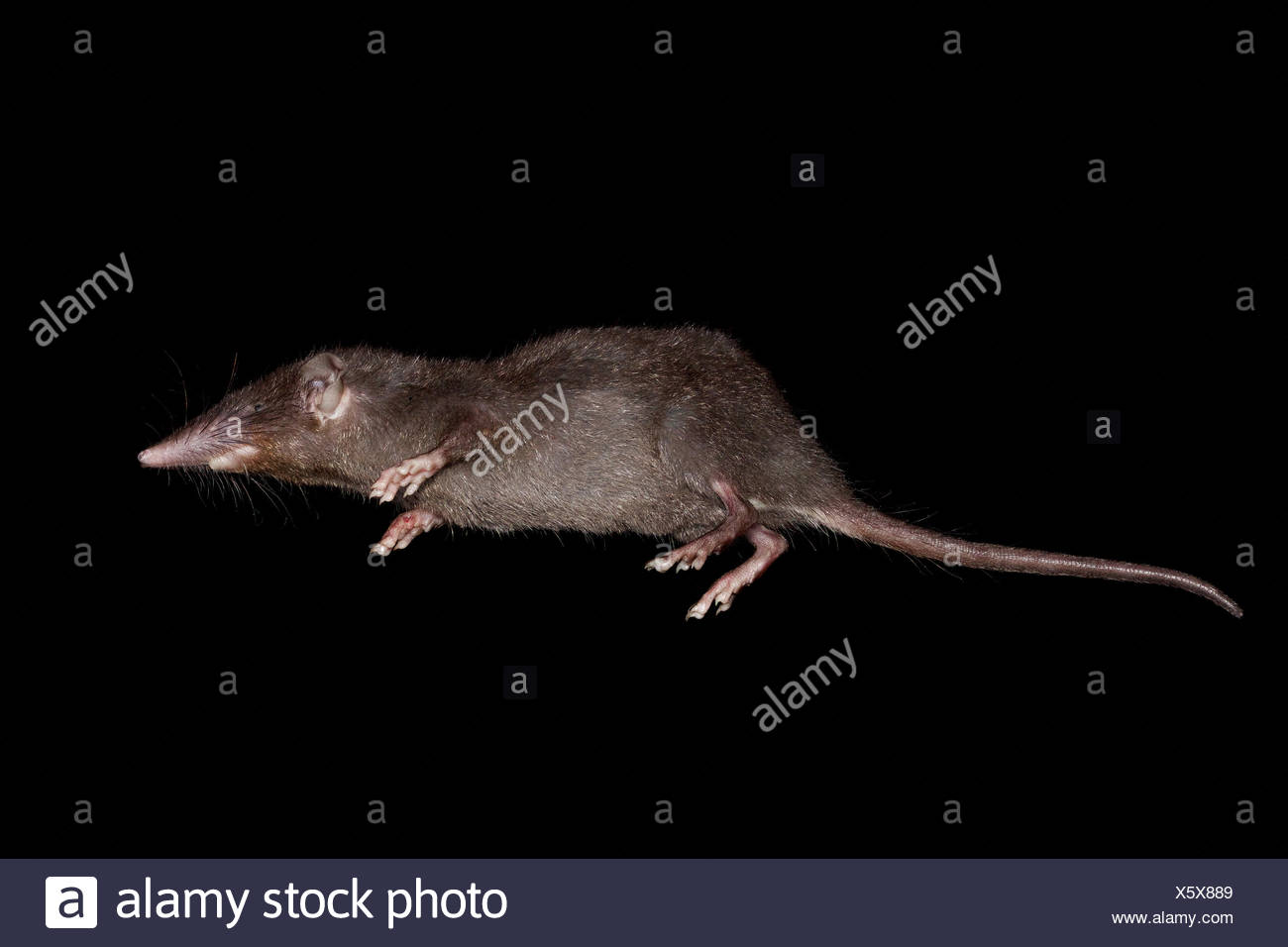 Crocidura High Resolution Stock Photography and Images Alamy