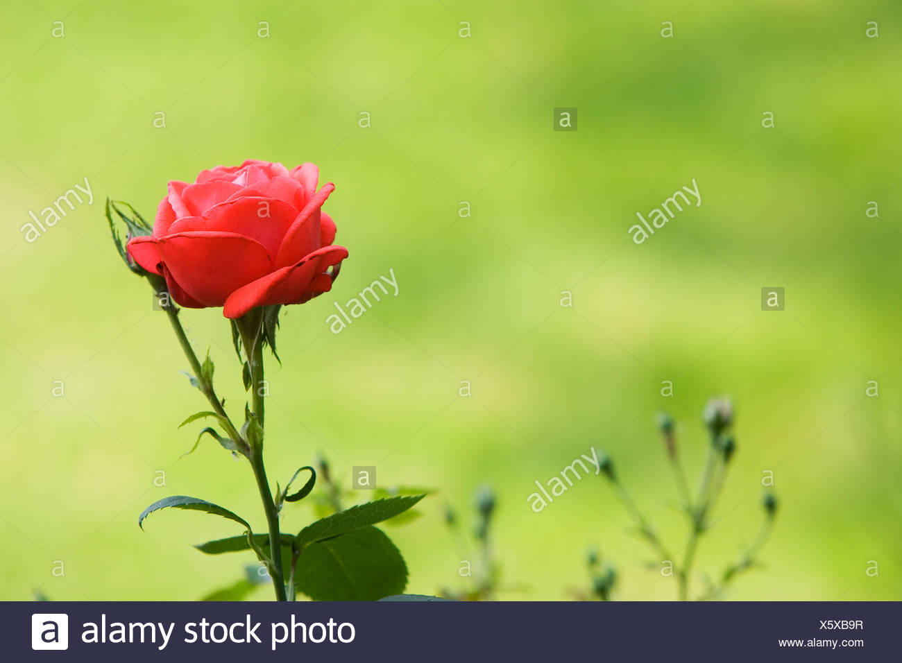 super star rose