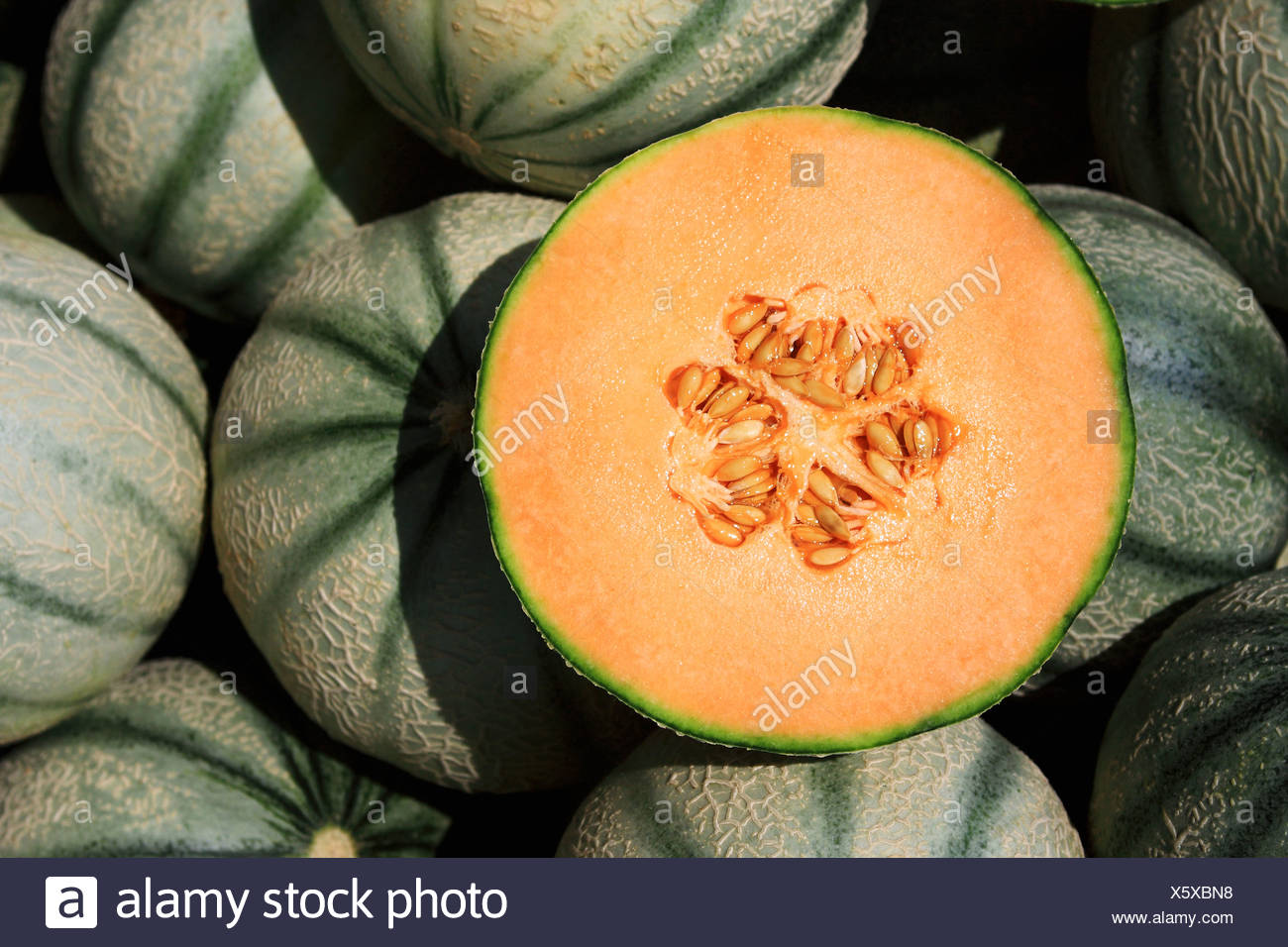 Grow Melons High Resolution Stock Photography and Images Alamy