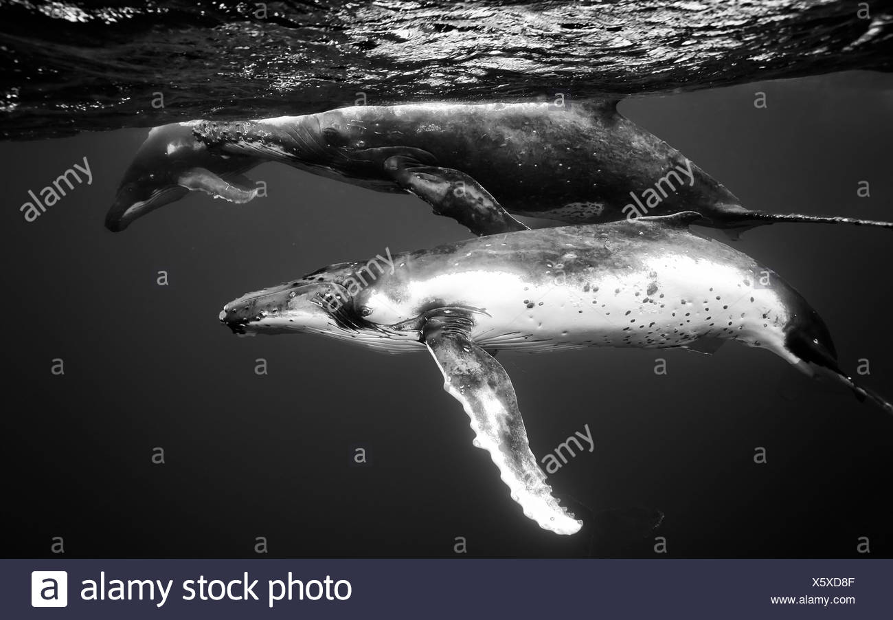 White Whales High Resolution Stock Photography and Images - Alamy