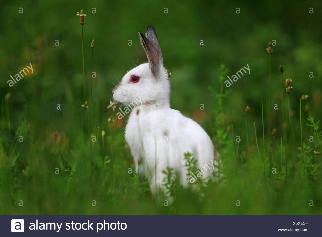 Albino Animal Stock Photos & Albino Animal Stock Images - Alamy