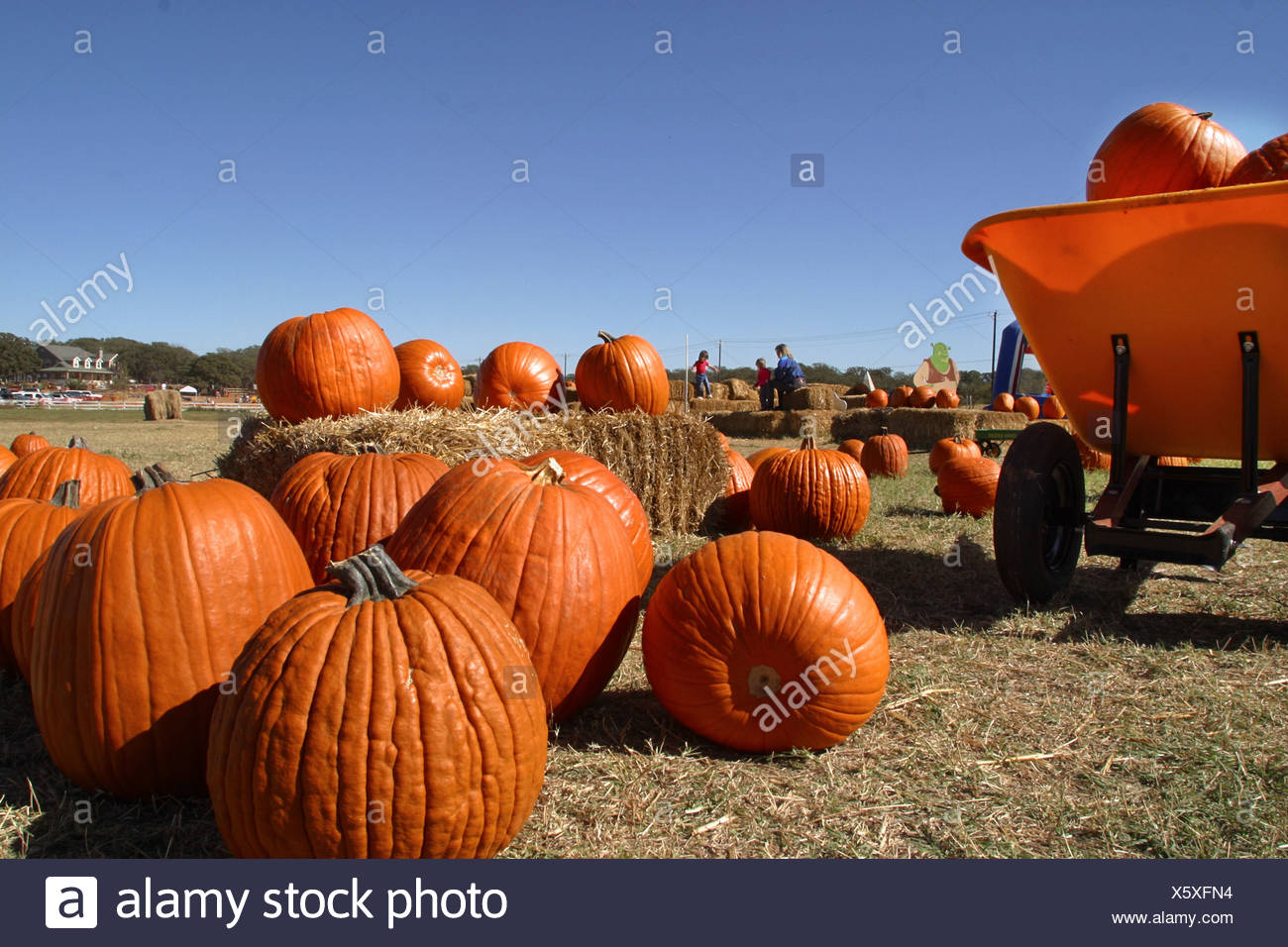 USA America United States North America Texas Flower Mound pumpkins fall festival halloween thanksgiving peo