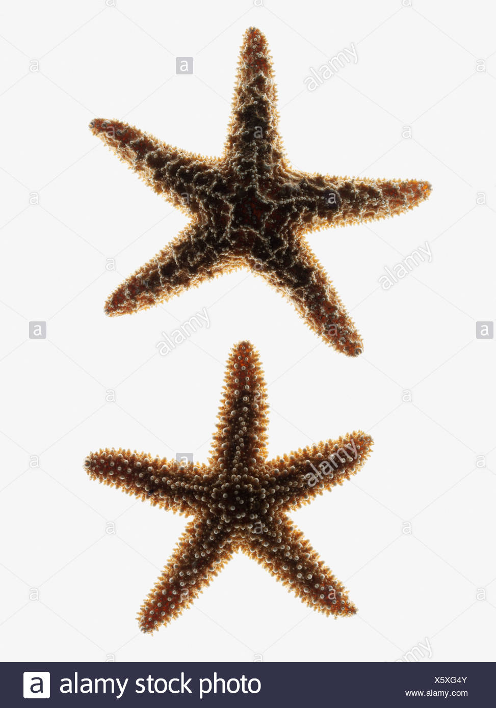 Starfish Shape High Resolution Stock Photography and Images - Alamy