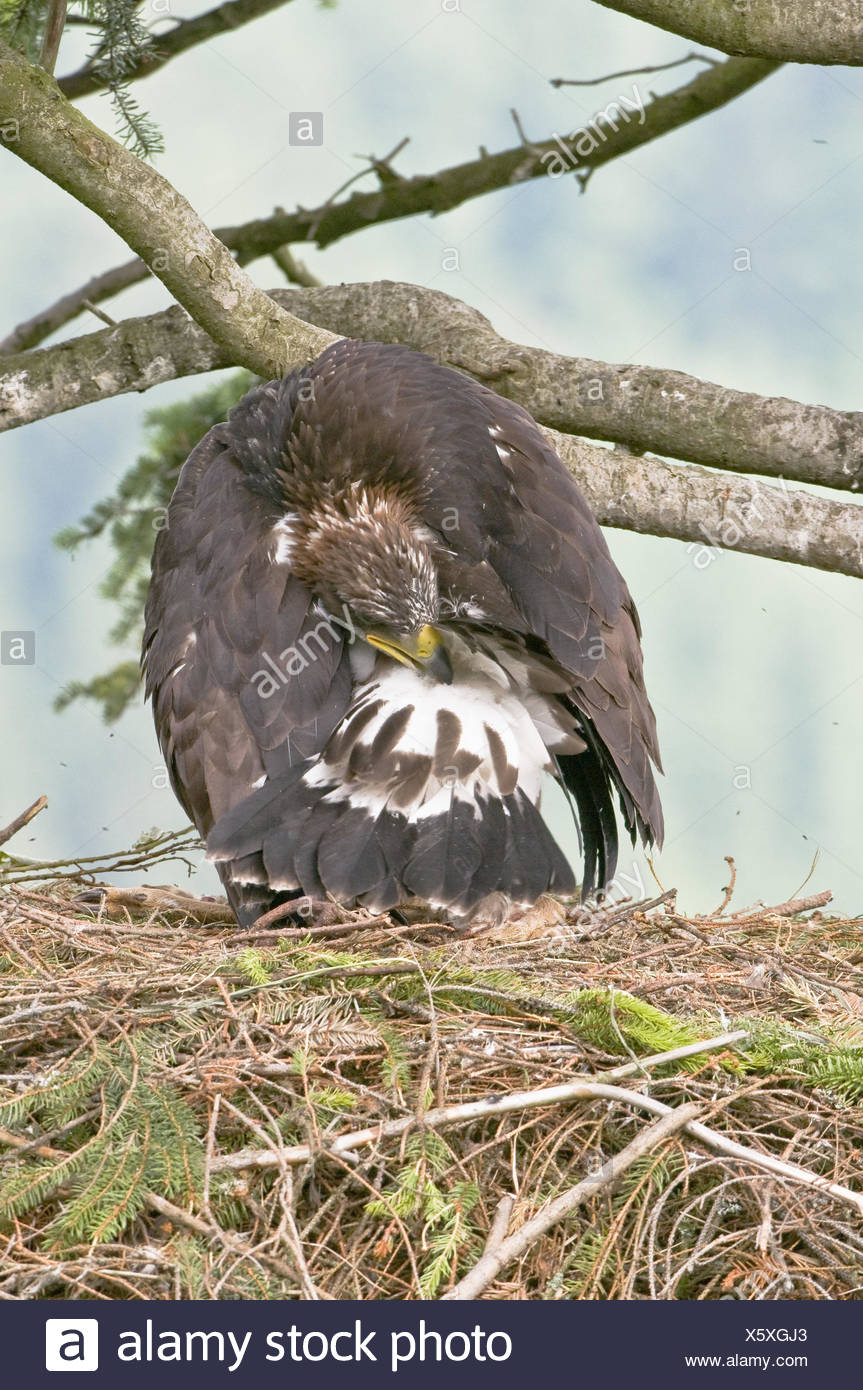 Golden Eagle Predator Raptor Eagle Eagle Photography Eagle Art Art Print By Sueharper
