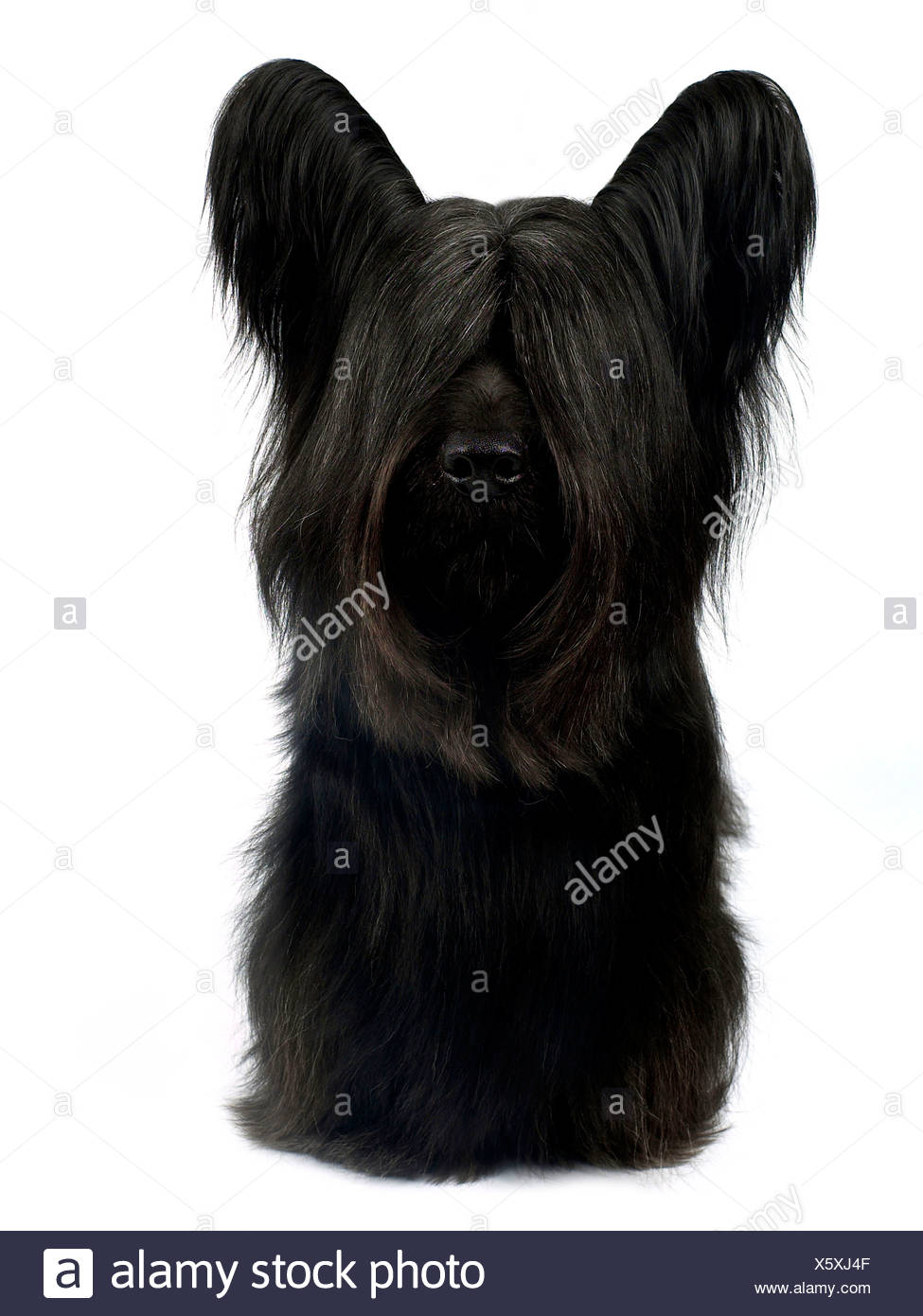 A Black Skye Terrier Stock Photo Alamy