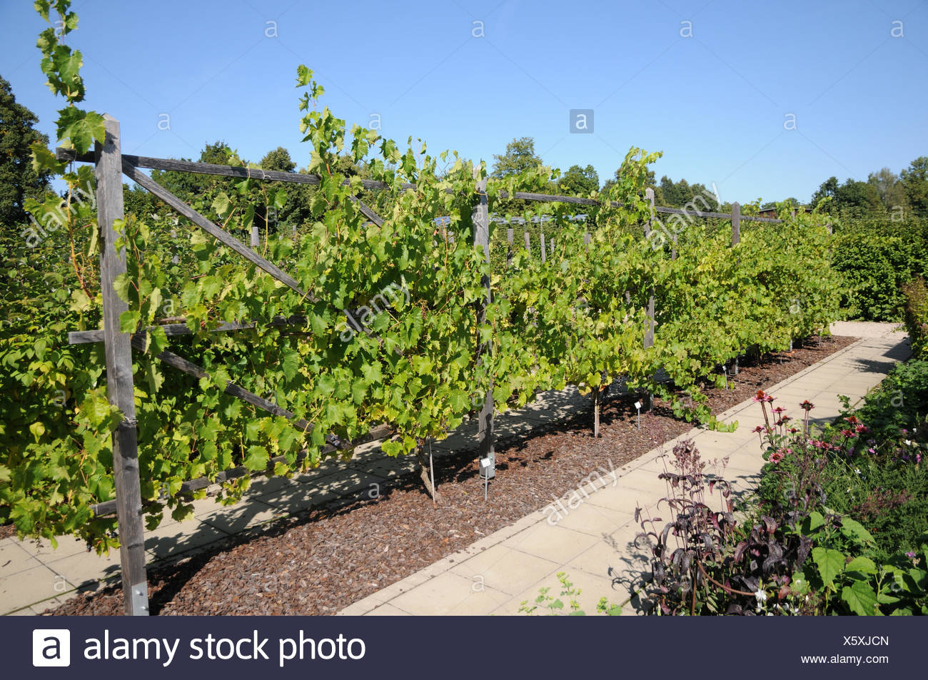 Vine Espalier High Resolution Stock Photography and Images Alamy