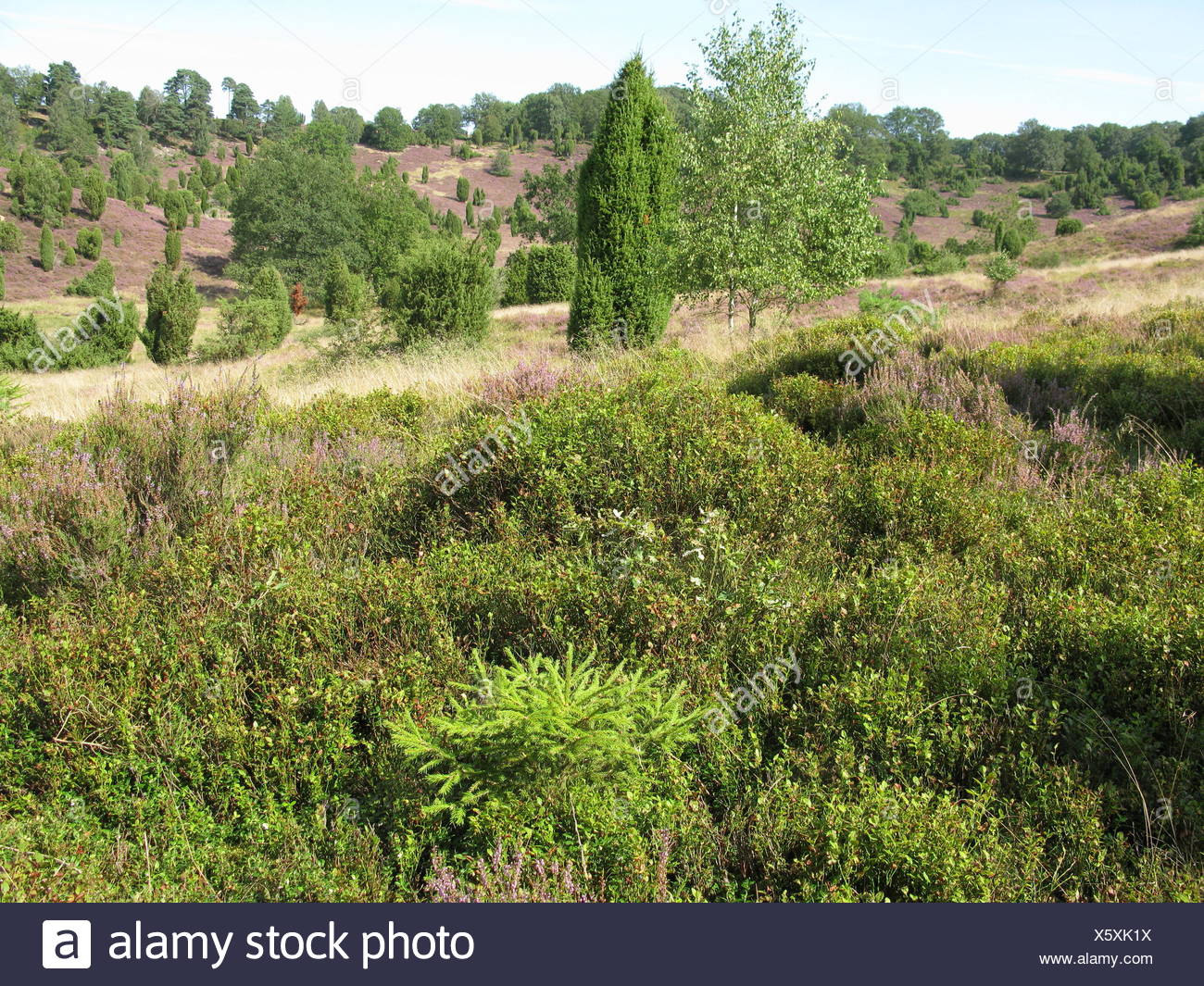 plant, conservation of nature, nature-sanctuary, tourist attraction, Northern Stock Photo