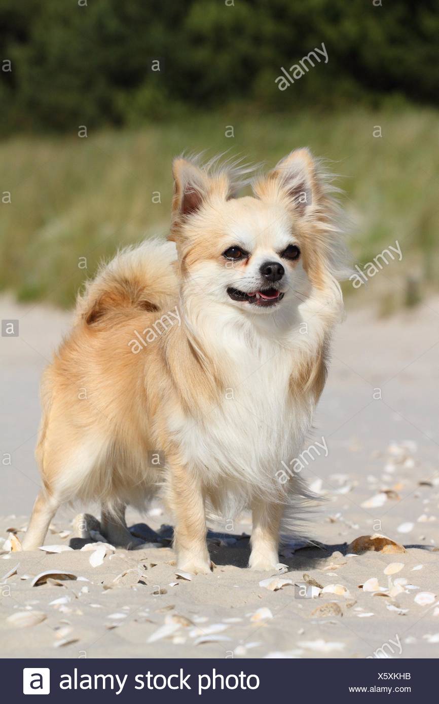 Standing Longhaired Chihuahua Stock Photo 279025303 Alamy