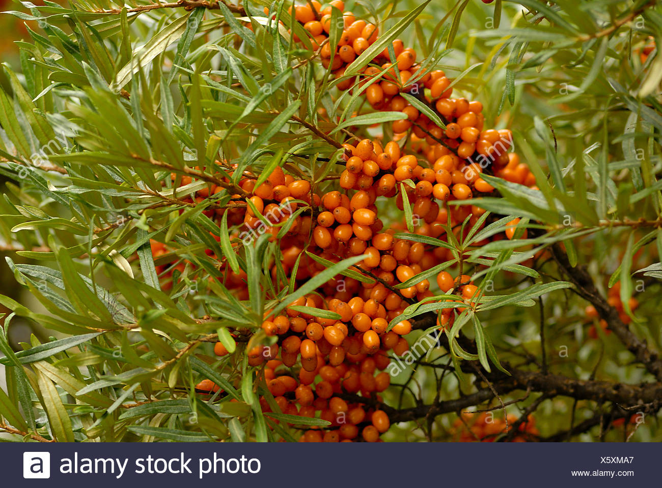 Sea Buckthorn Stock Photo