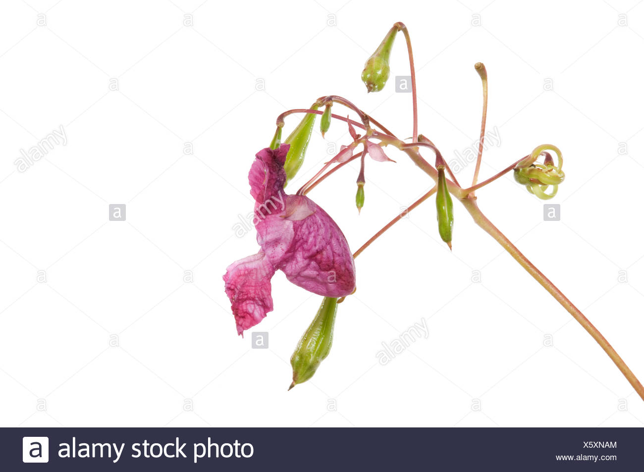 Indisches Springkraut / Himalayan Balsam Stock Photo