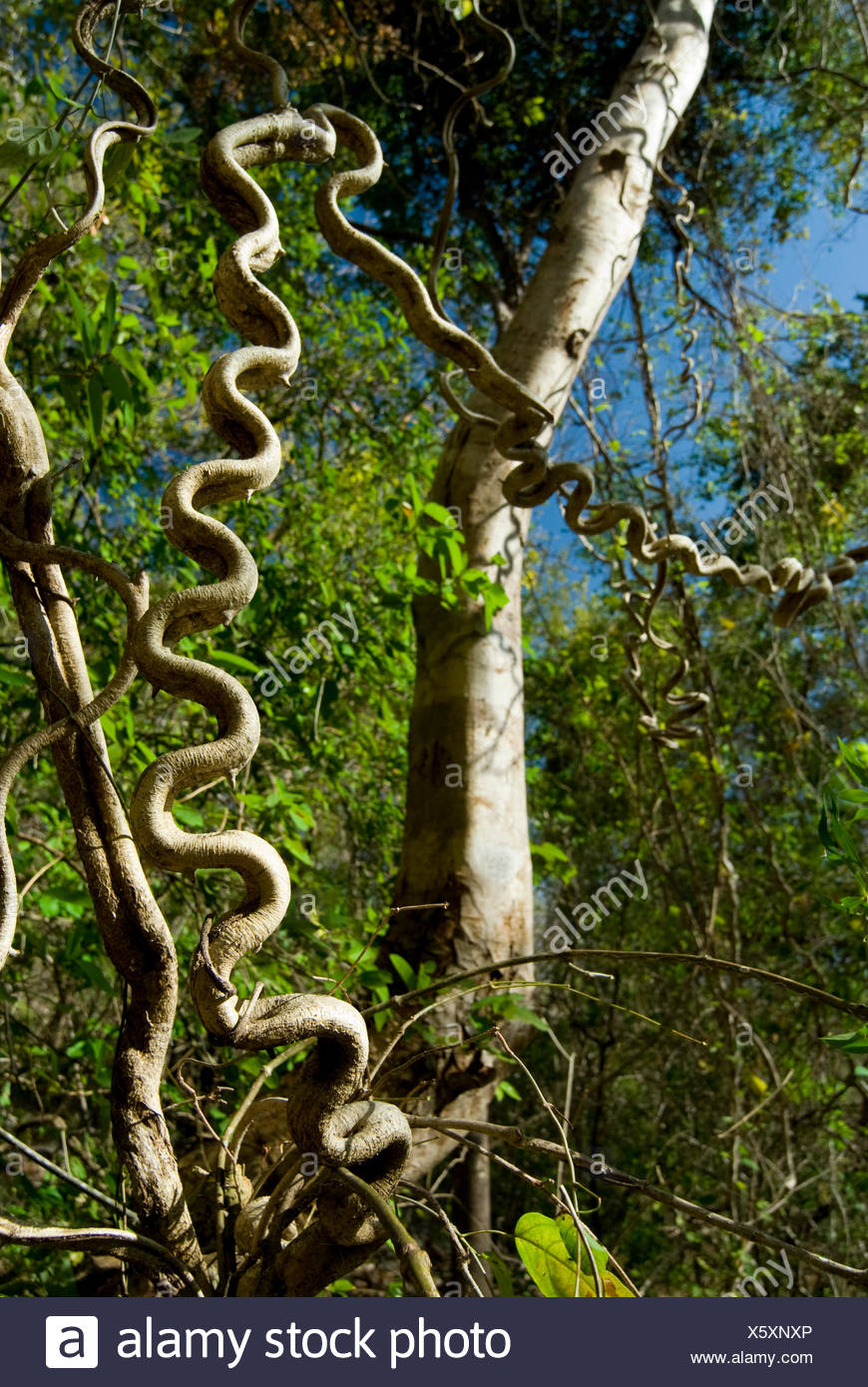 Monkey Ladder Vine Stock Photos & Monkey Ladder Vine Stock Images Alamy