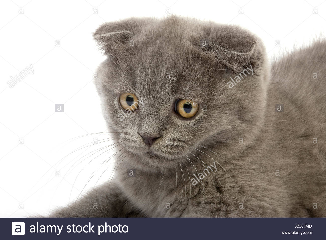 Blue Scottish Fold Cat 2 Months Old Kitten Against White