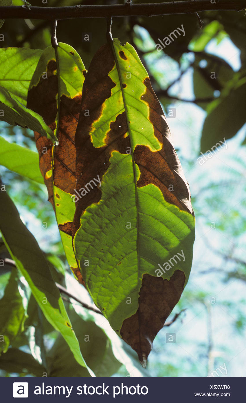 Cocoa Theobroma Cacao Leaf High Resolution Stock Photography and Images