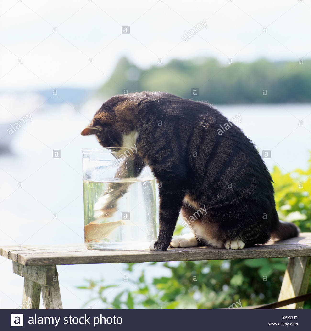 Cat Caught Fish High Resolution Stock Photography and Images Alamy