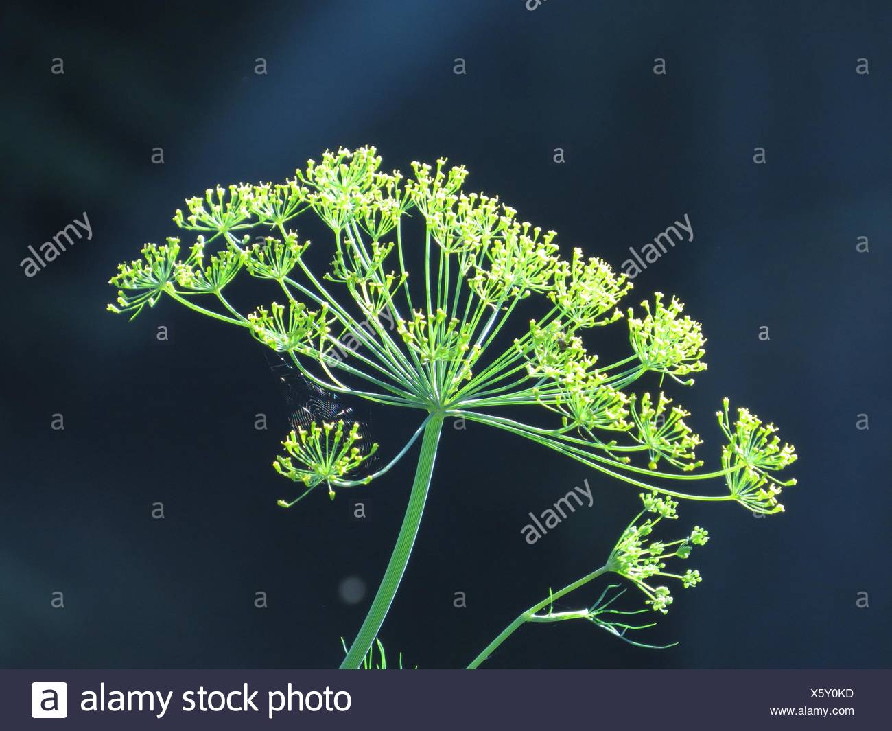 Dill Seed Head High Resolution Stock Photography and Images Alamy