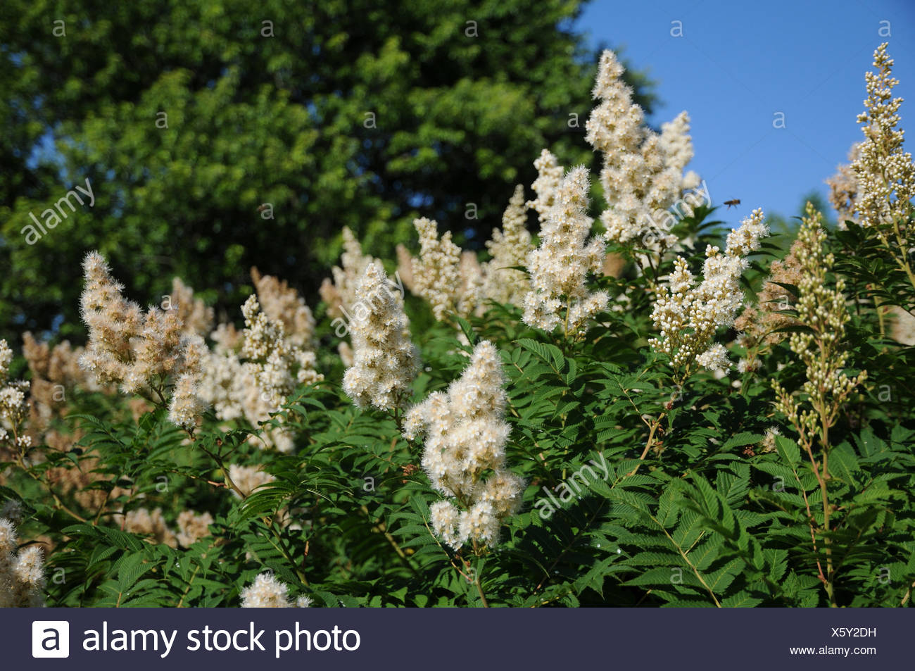 How And When To Prune Spirea The Garden Of Eaden