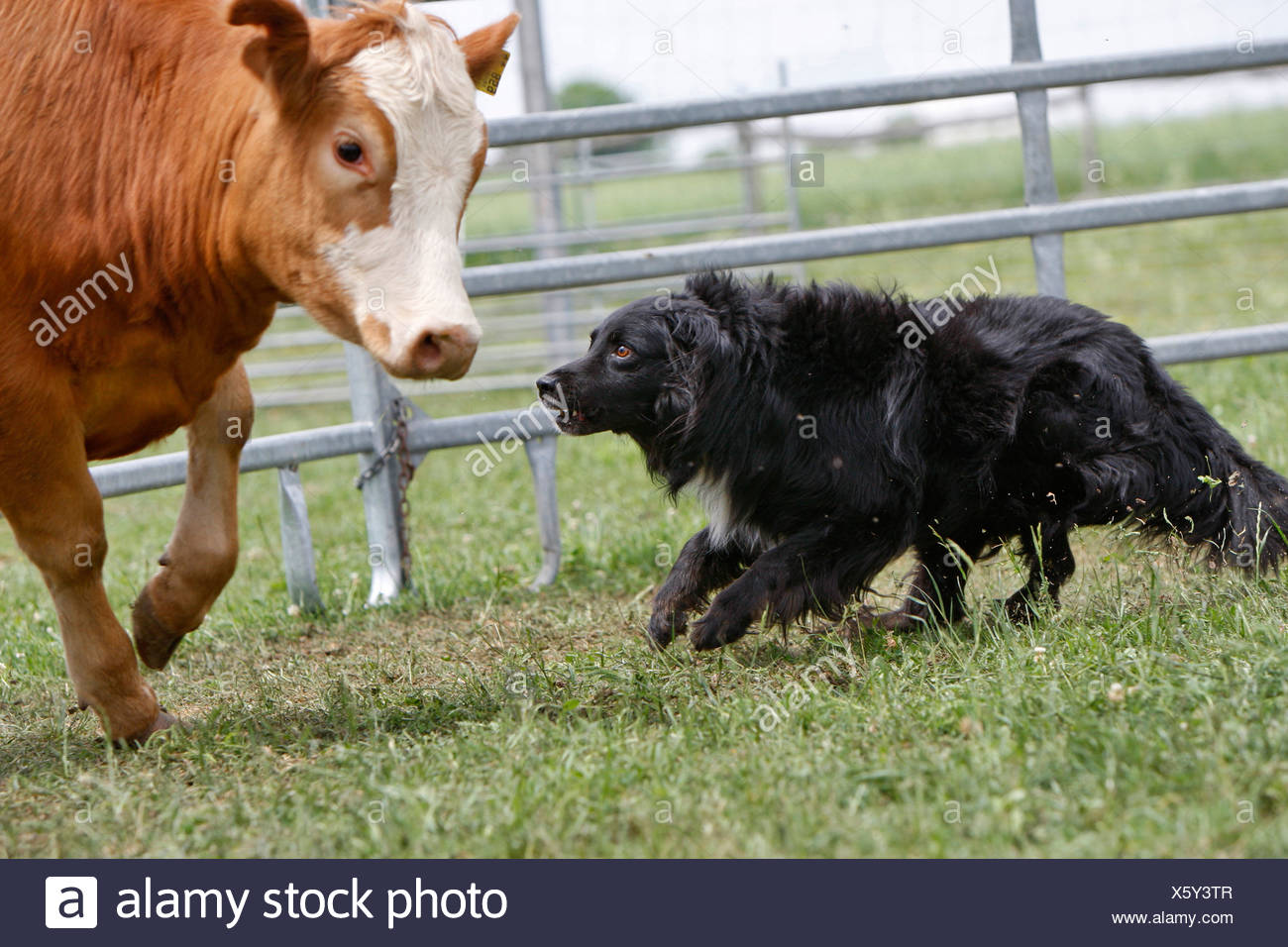 Australian Shepherd herding cattle Stock Photo - Alamy