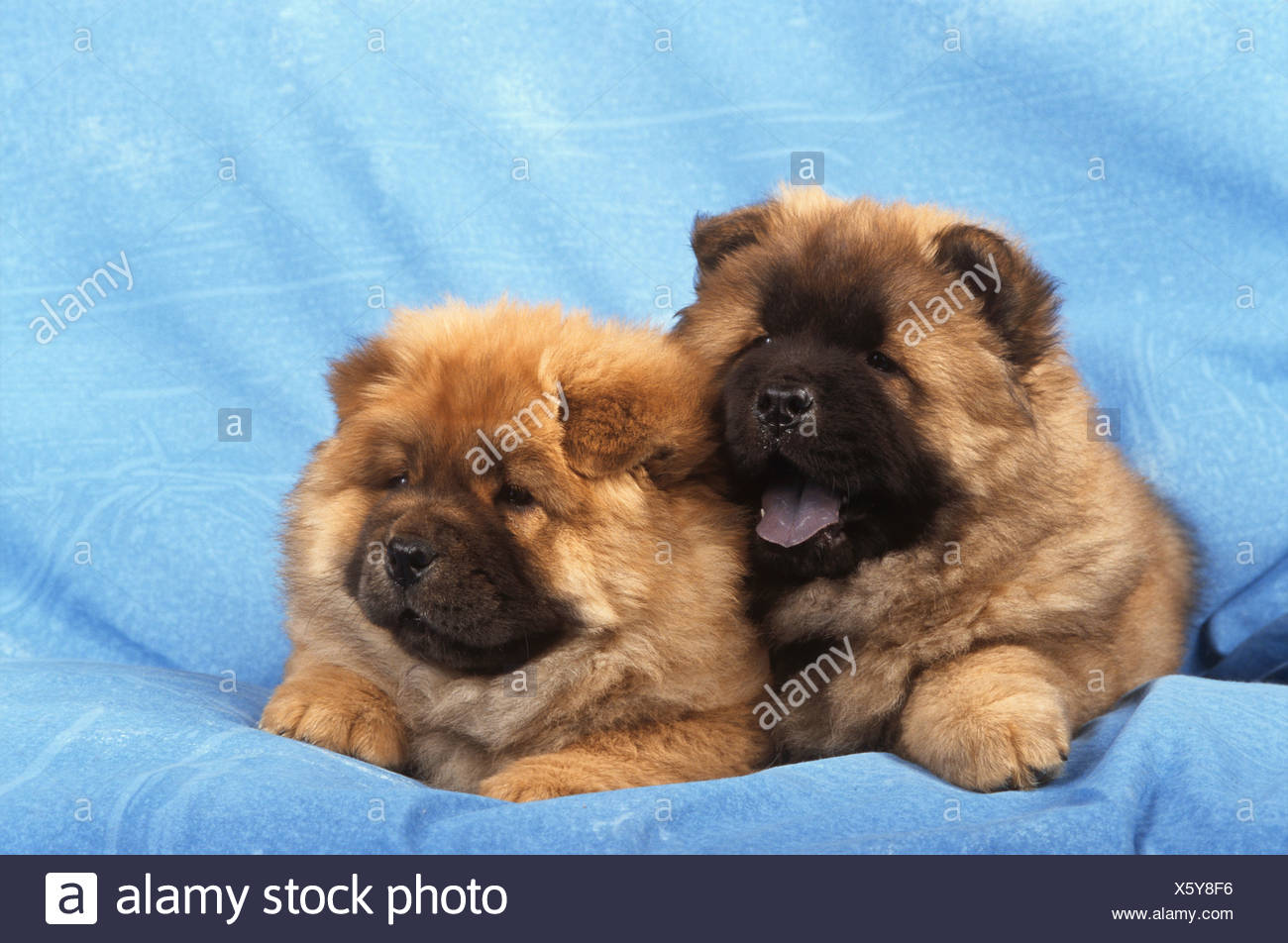 Two Chow Chow Puppies Lying On Blanket Stock Photo Alamy